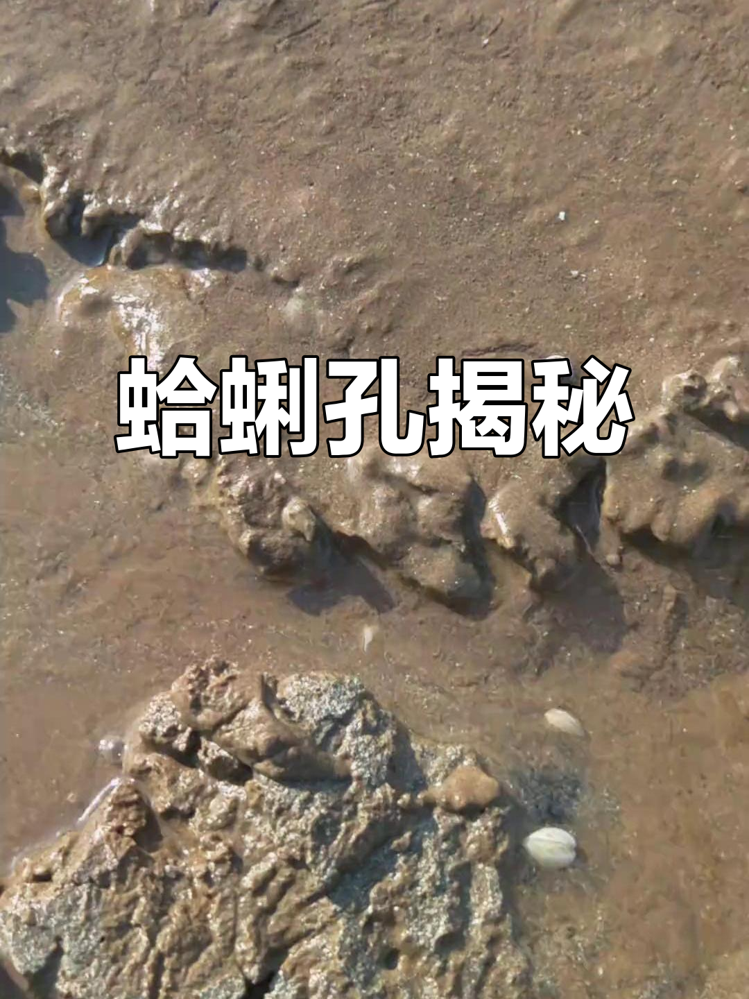 蛤蜊孔长啥样?我挖过密集小洞,真是好奇!