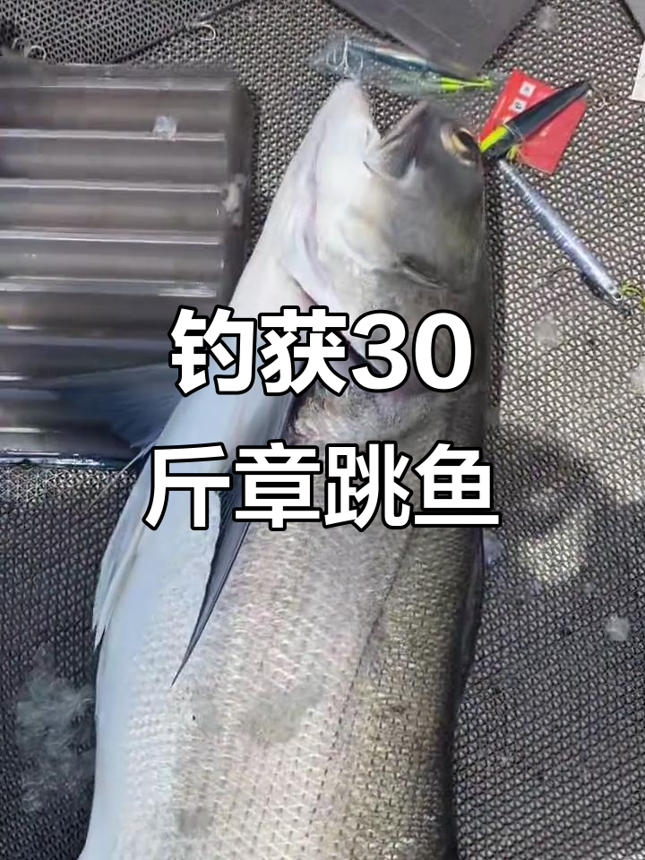 日照海钓大丰收,30斤章跳鱼轻松搞定