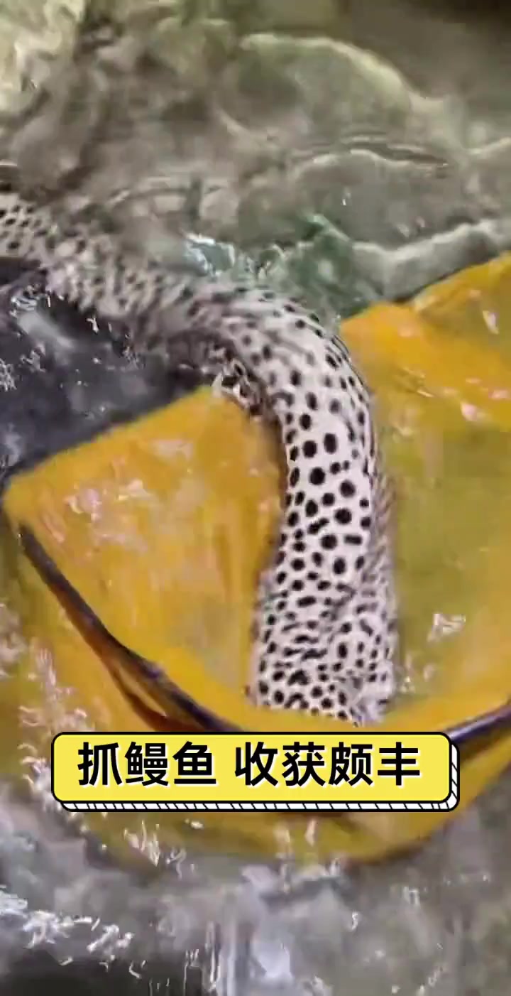 抓鳗鱼,收获颇丰