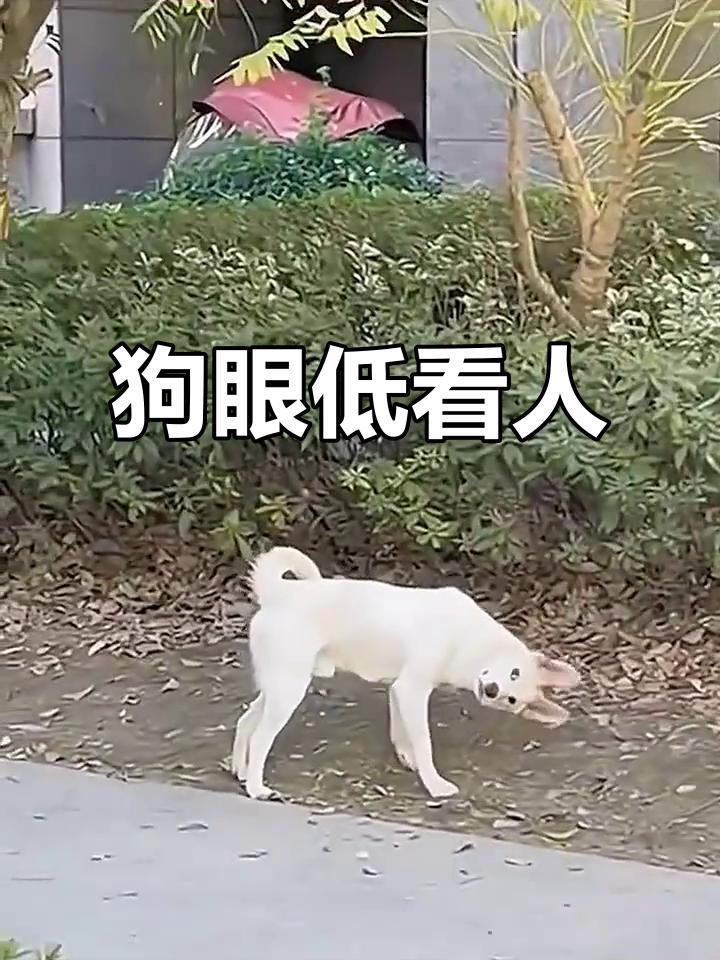 这狗斜眼看人,真有点瞧不起你!