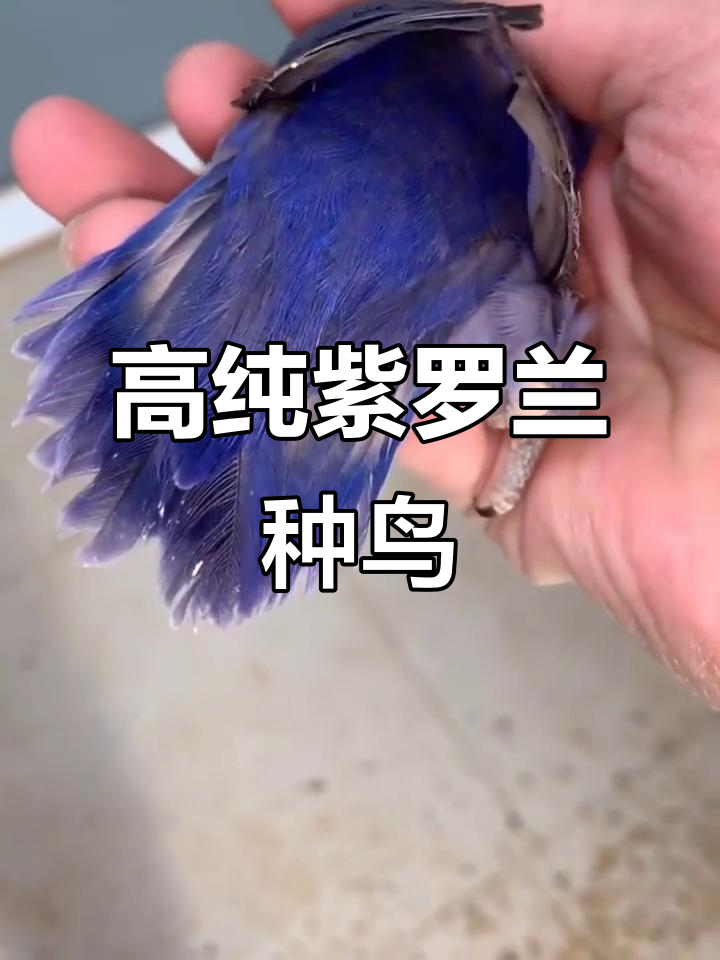 紫罗兰牡丹鹦鹉:高纯重紫品种展示