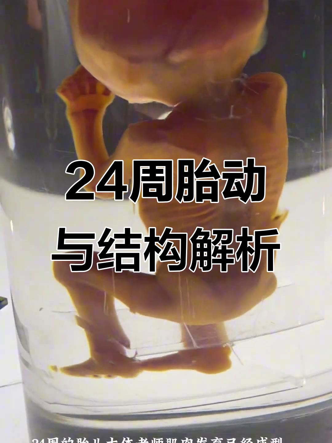 24周胎儿肌肉发育揭秘,四肢活动频繁