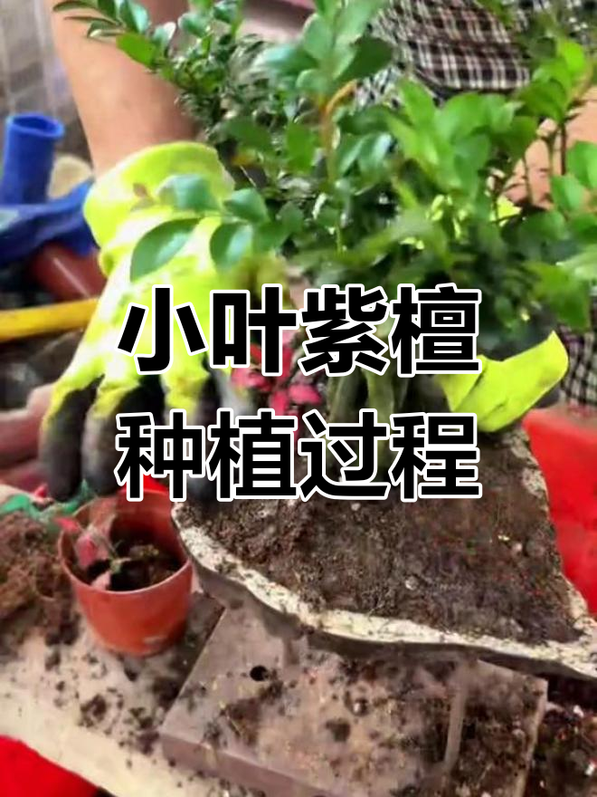 小叶紫檀树苗种植方法图片