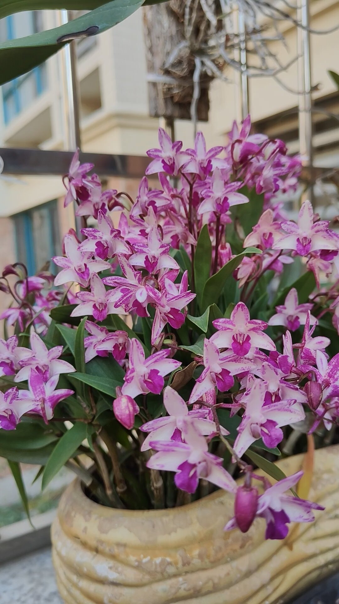 澳洲紫蝶泼墨石斛