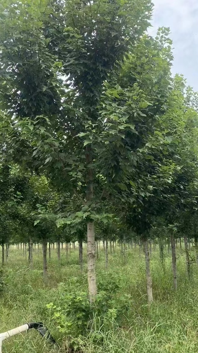 8-10公分美国红枫基地 规格齐全 树形精品