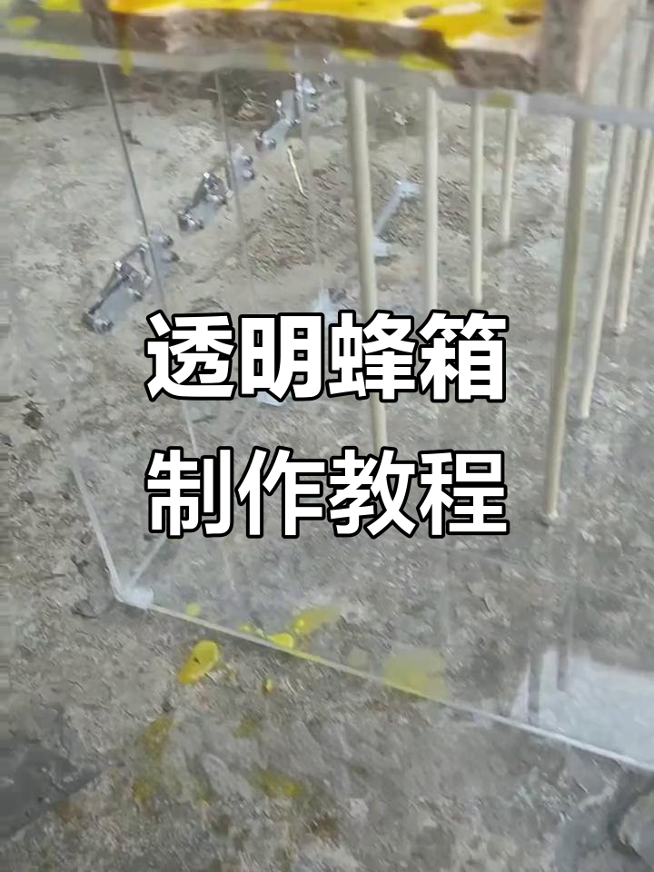 自制透明蜂箱,轻松观察蜜蜂动态