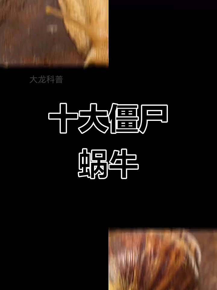 十大恐怖僵尸蜗牛,看看这些凶猛的家伙!