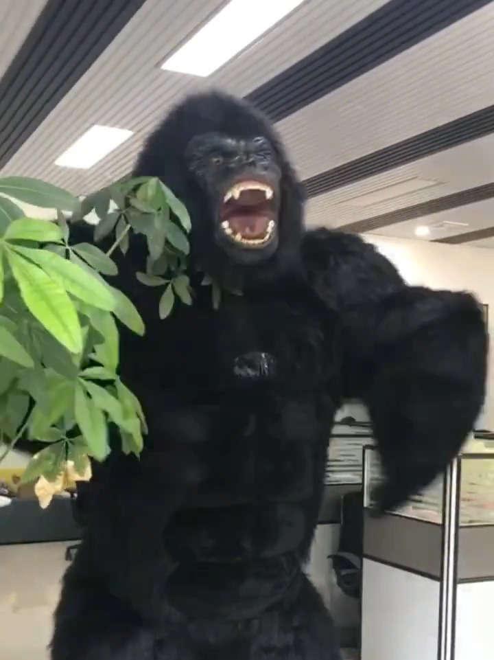 大猩猩捶胸见过,撞墙还是第一次