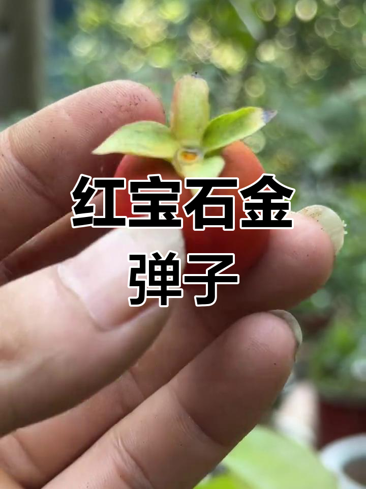 泸州一号红宝石:早熟血红果品种,芽叶花皆为红色