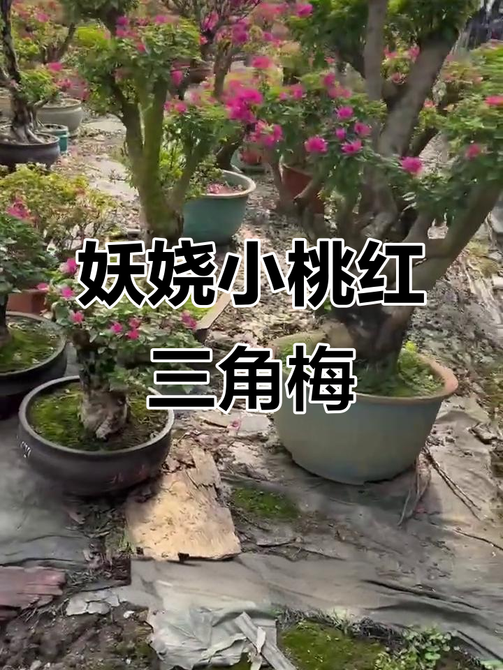 小桃红三角梅:生命力顽强,全年开花不停歇