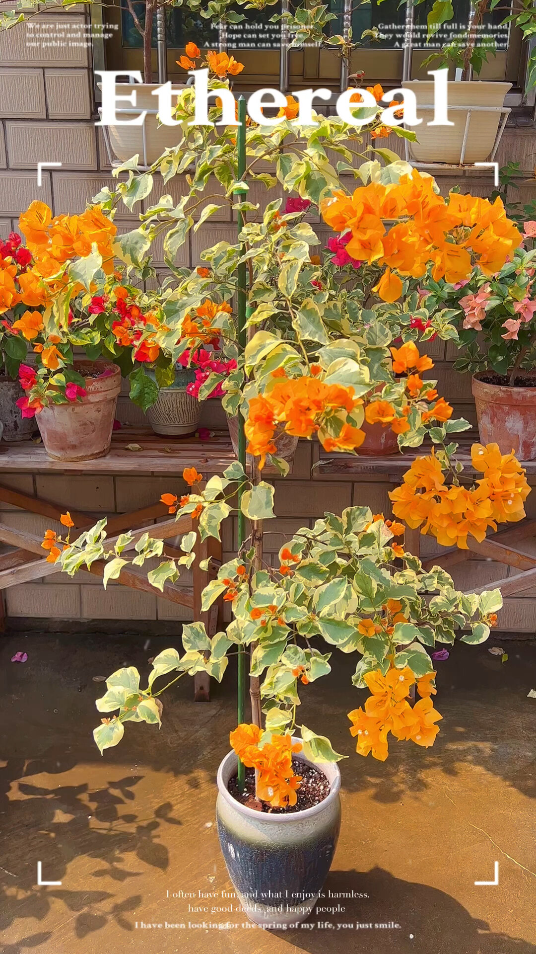 金边黄#黎明三角洲#三角梅