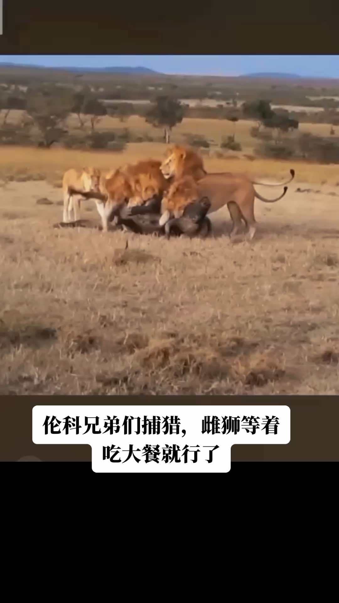 它们是罗帕欧巴的后代,成员恩哥和六勇士(它们的哥哥)联盟中的崇哥