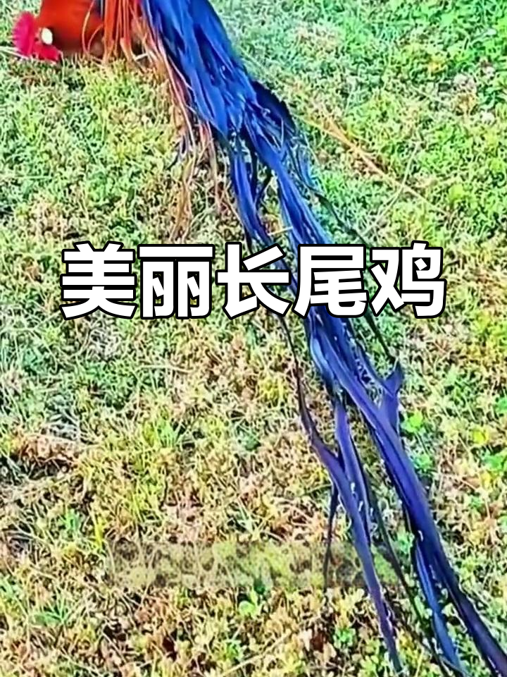 长尾鸡,羽毛华丽,全球分布广泛