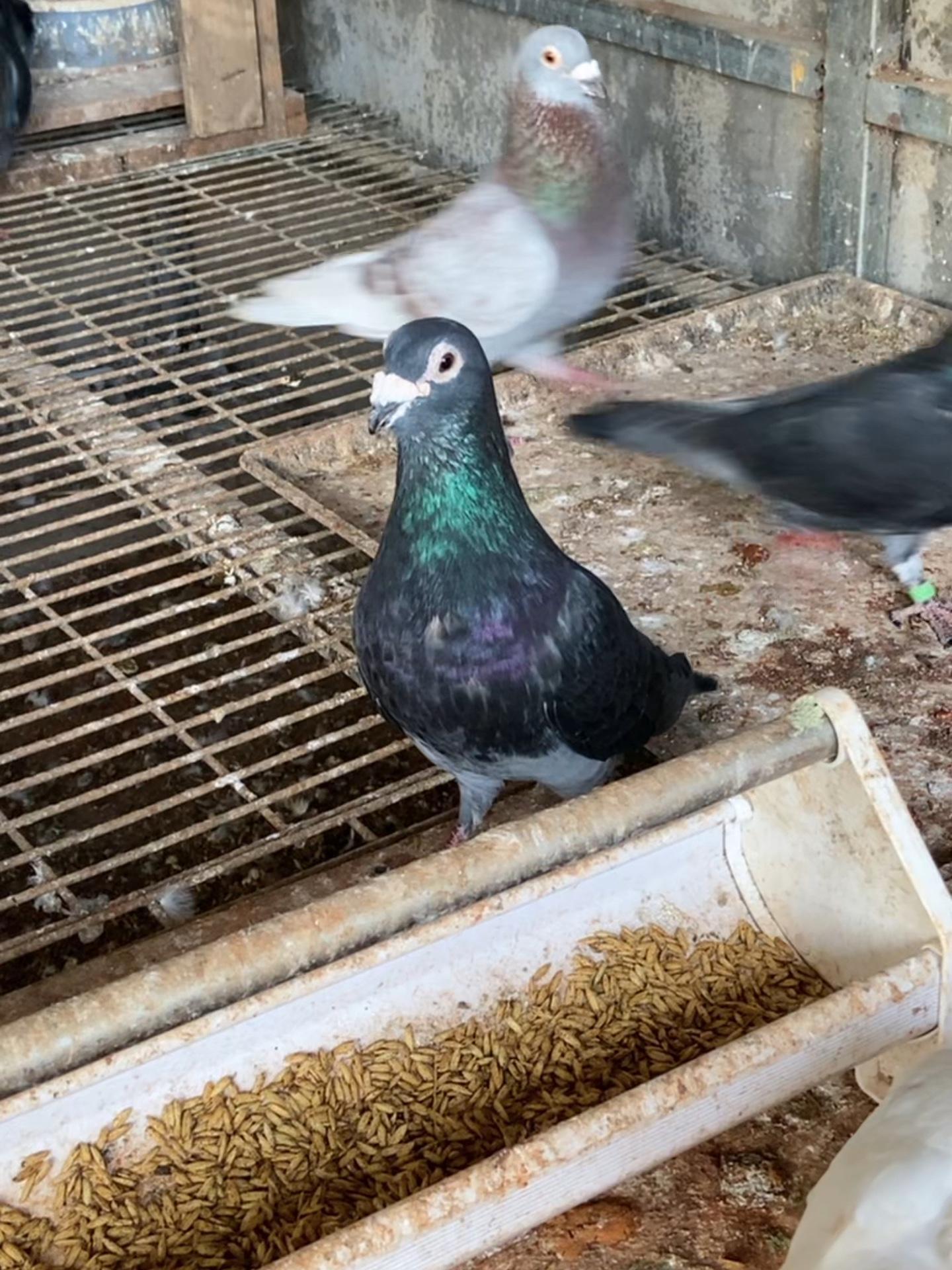 吴淞还是老相的好看 养鸽人 鸽子 又在骗我养鸽子 远程国血鸽子