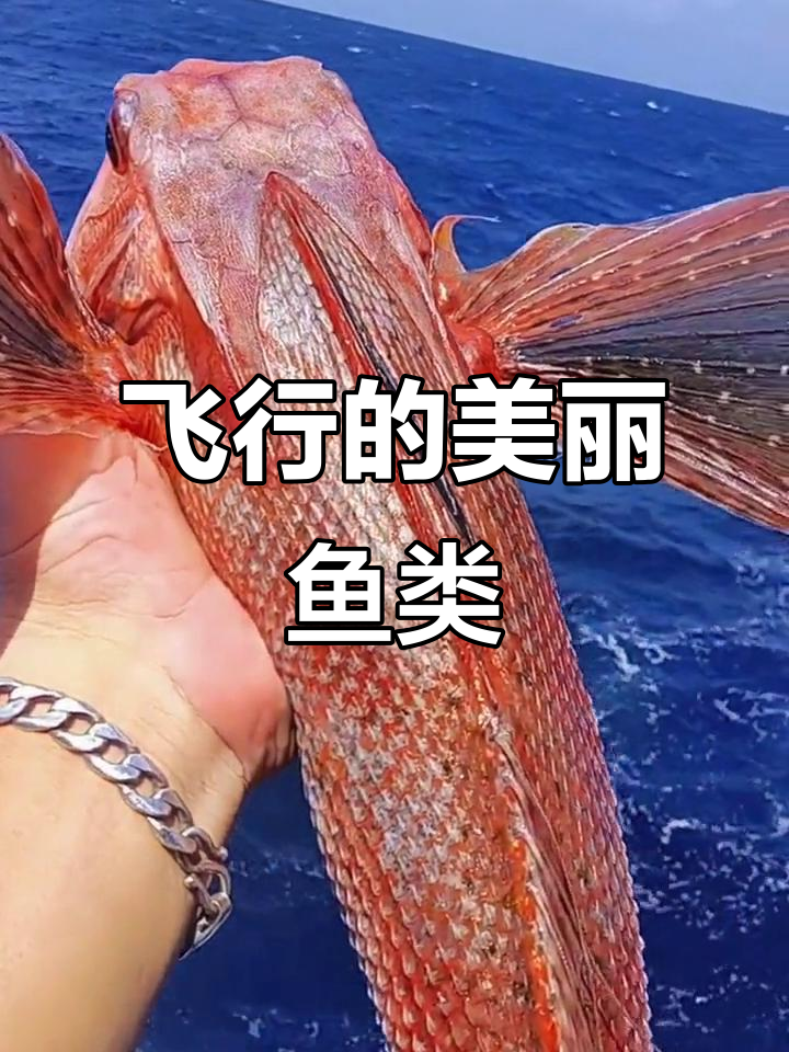 你见过会飞的鱼吗?简直惊艳!