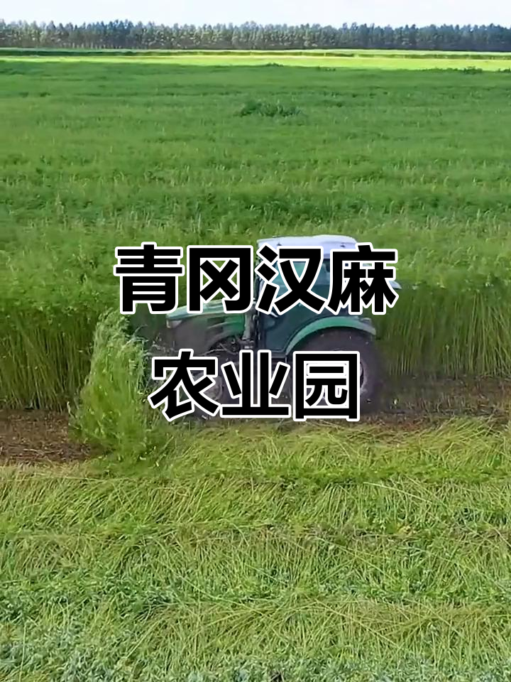 青冈县祯祥镇汉麻园区:现代农业科技示范新风尚