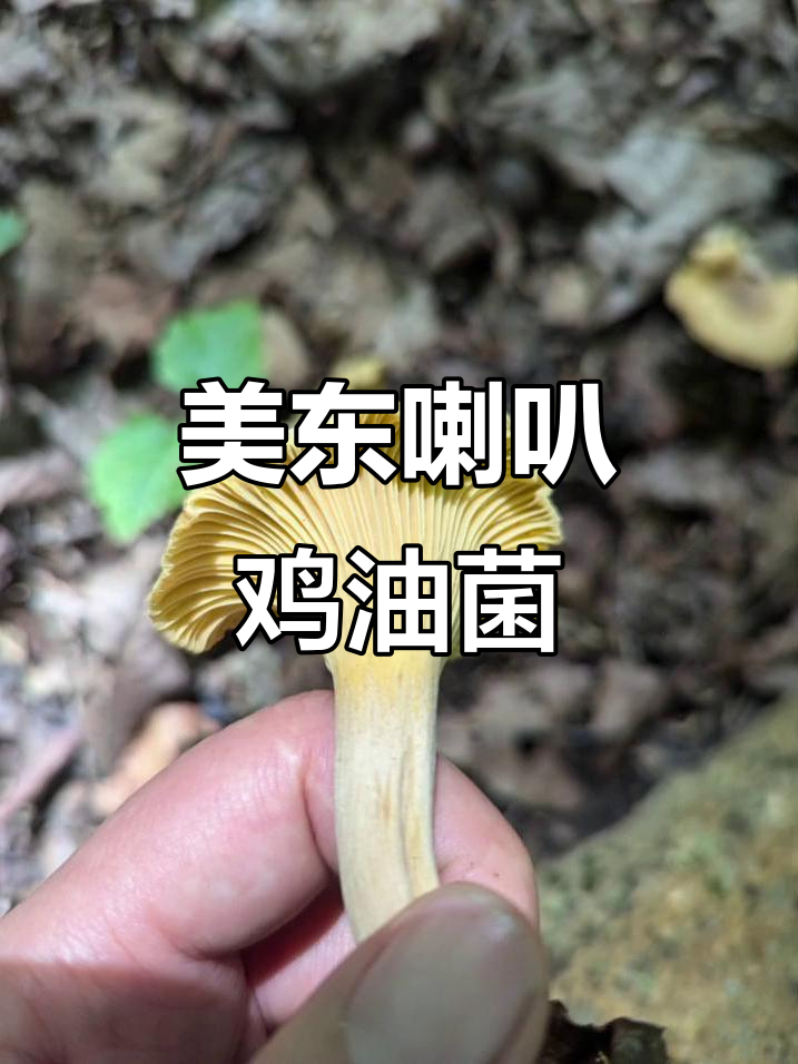 喇叭鸡油菌:无毒可食,美东野生蘑菇的独特魅力