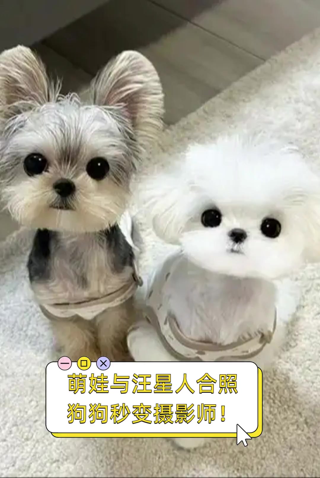 萌娃与汪星人合照狗狗秒变摄影师