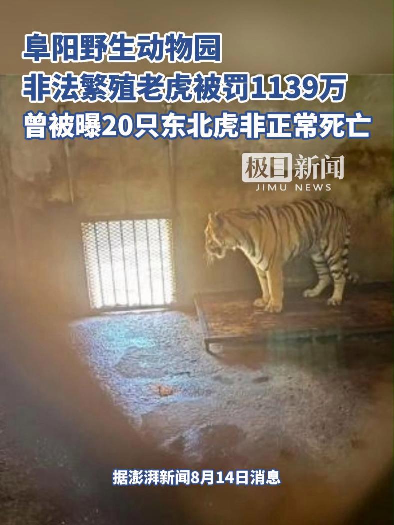 阜阳野生动物园非法繁殖老虎被罚1139万元