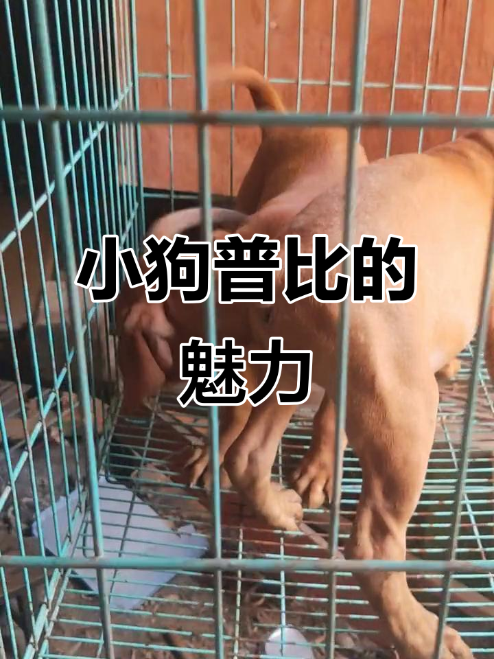 精神小狗普比,活泼可爱惹人爱