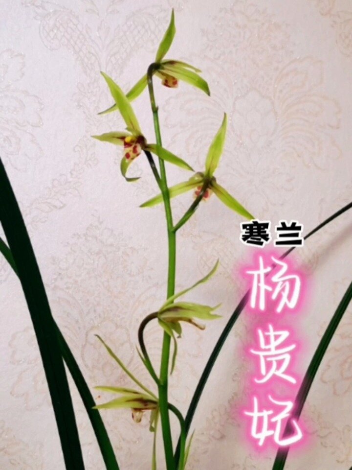 寒兰-杨贵妃!