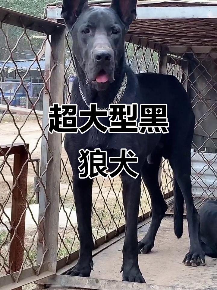 见过这么巨型的黑狼犬吗?站起来比人还高,体重超120斤