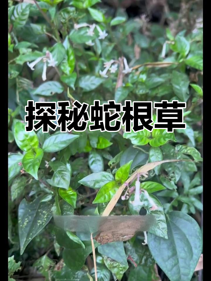 蛇根草:神奇植物揭秘,大自然的馈赠