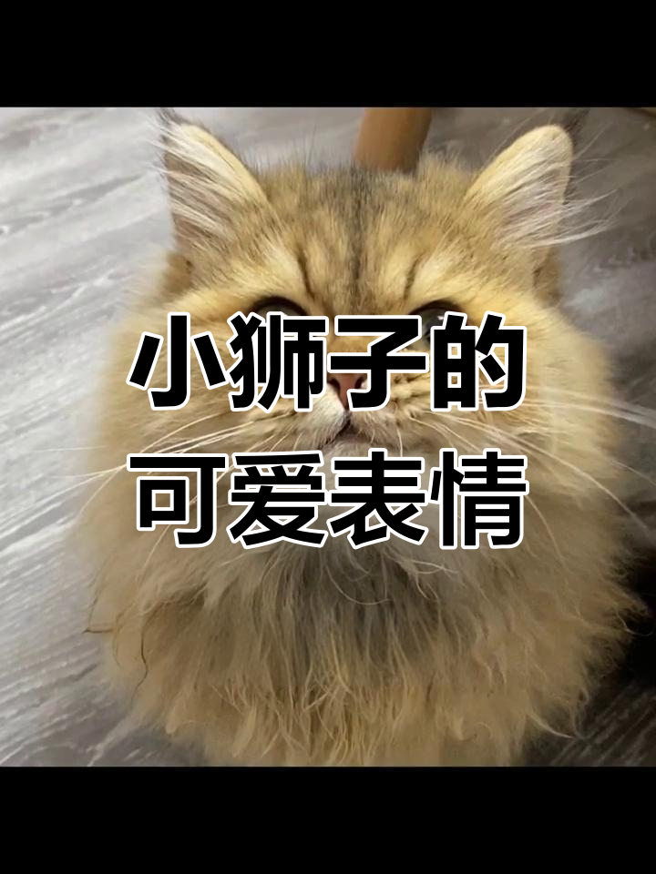 小狮子表情包大放送,萌宠来袭!