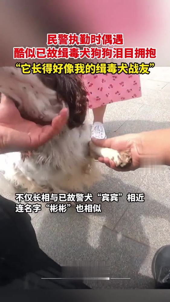 近日,云南楚雄,民警执勤时偶遇酷似已故缉毒犬狗狗泪目拥抱:“它长得好像我的缉毒犬战友”