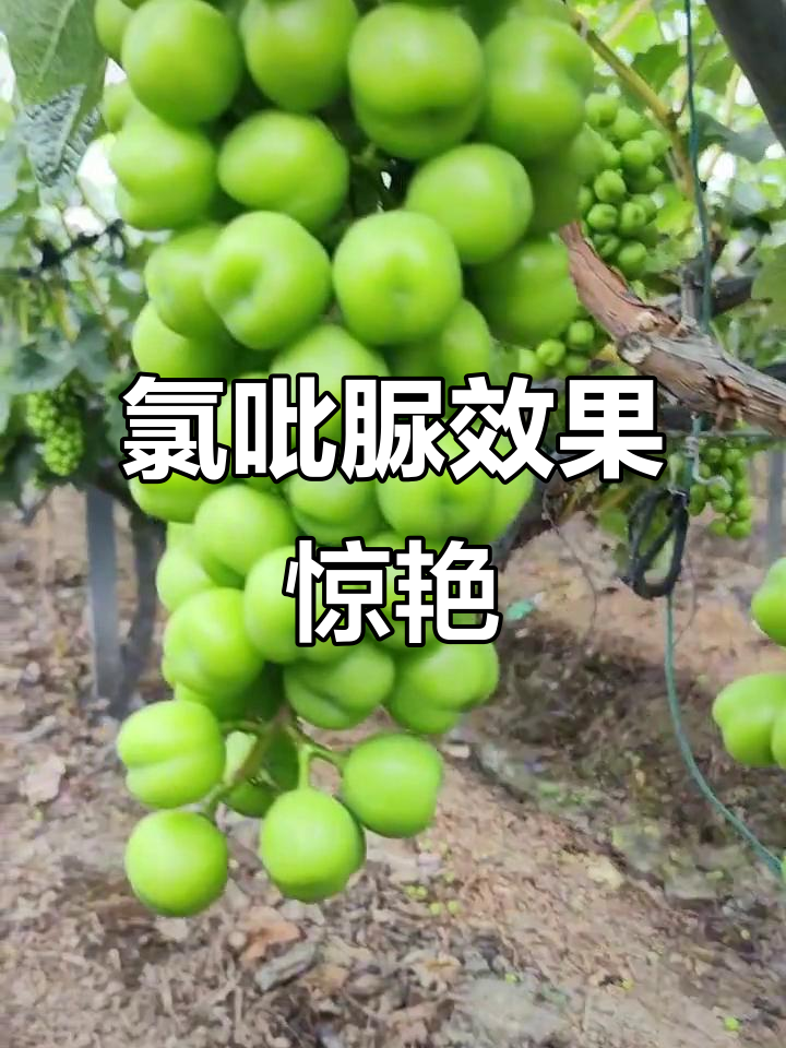 氯吡脲让果实膨大,颜色更诱人