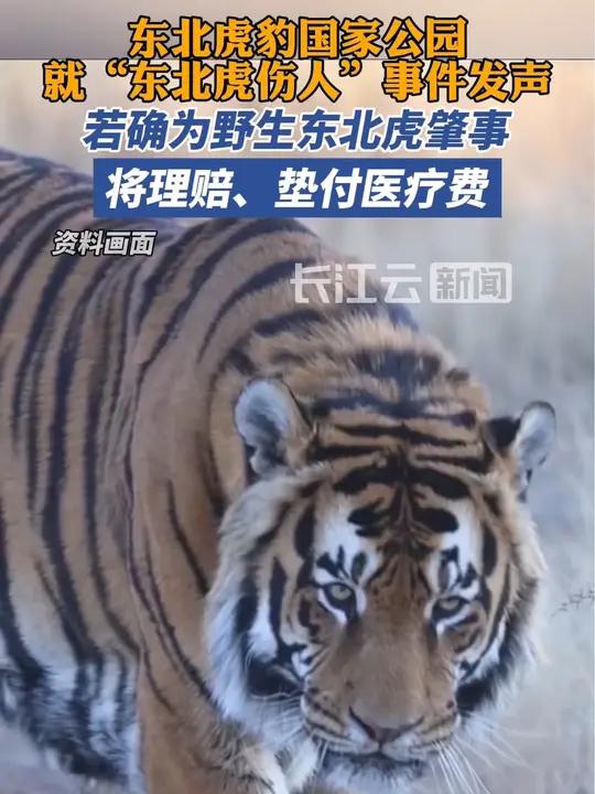 东北虎豹国家公园:若确为野生东北虎肇事,将理赔,垫付医疗费