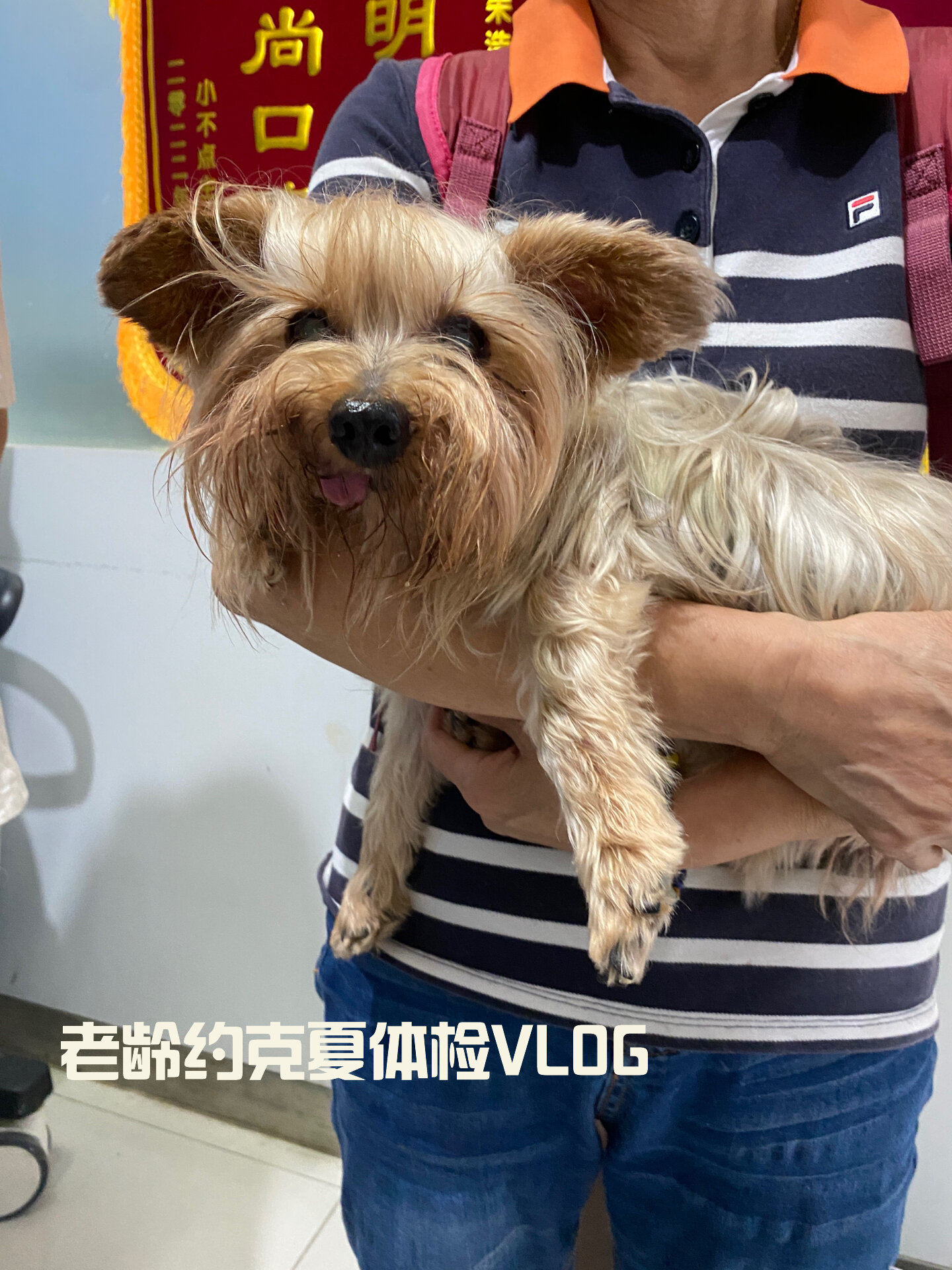 约克夏老年犬的常见病图片