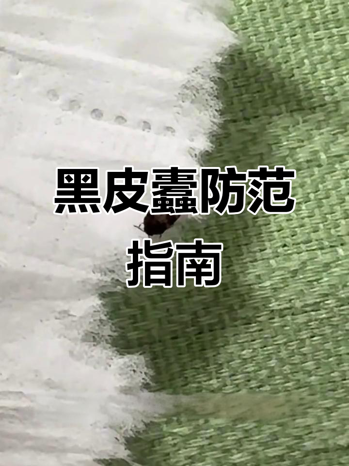 家里出现小黑虫?警惕黑皮蠹,及时清除避免大麻烦!