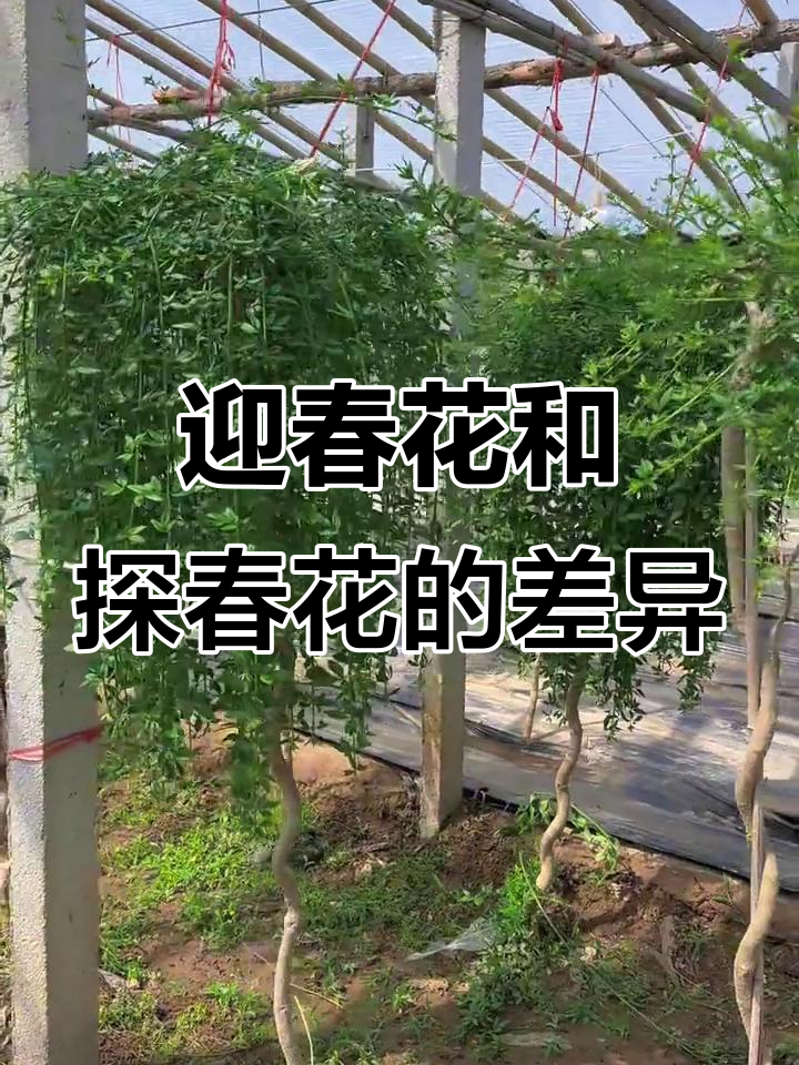 迎春花与探春花的区别:枝条,柔软度大不同