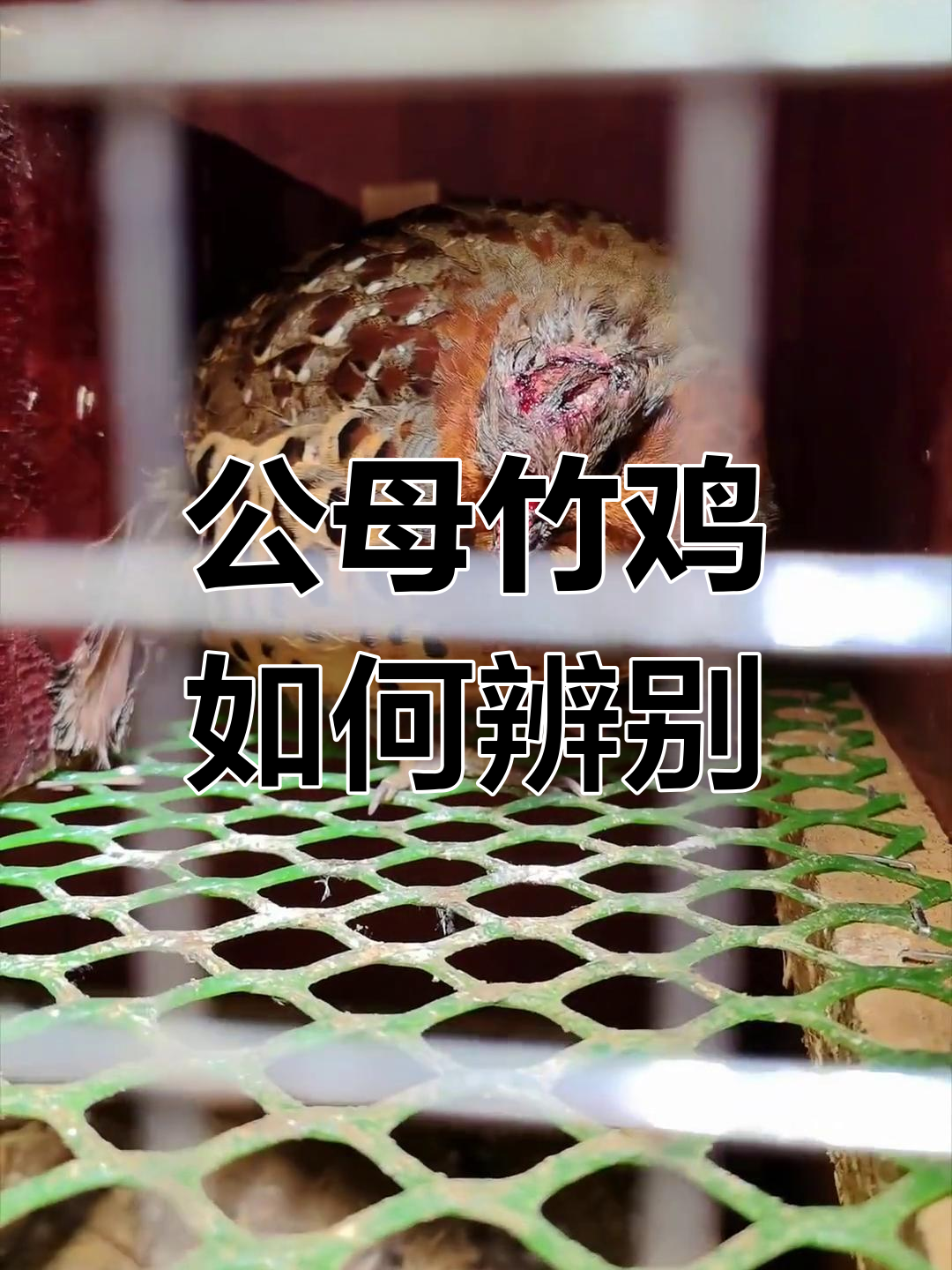 竹鸡性别难辨,公母竟靠叫声分辨!