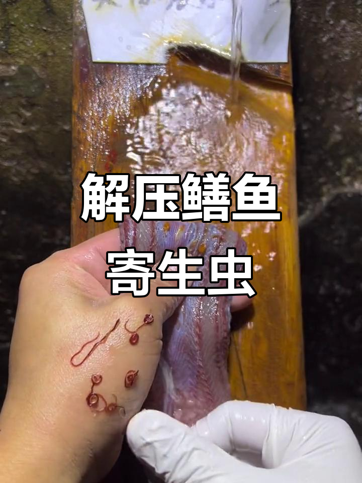 鳝鱼寄生虫解压视频,轻松减压放松心情