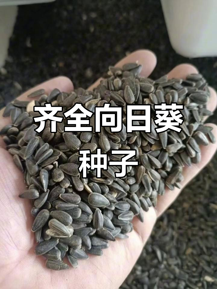 向日葵种子大集合,品种多样任你选