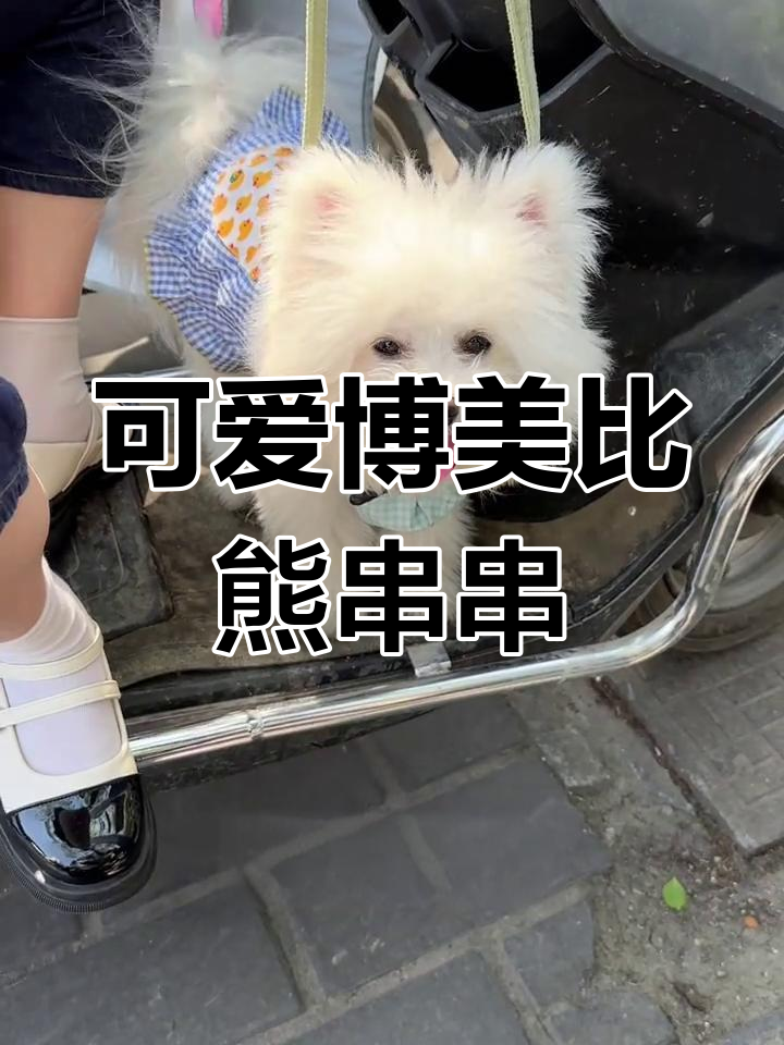 博美与比熊的串串狗,萌态十足!