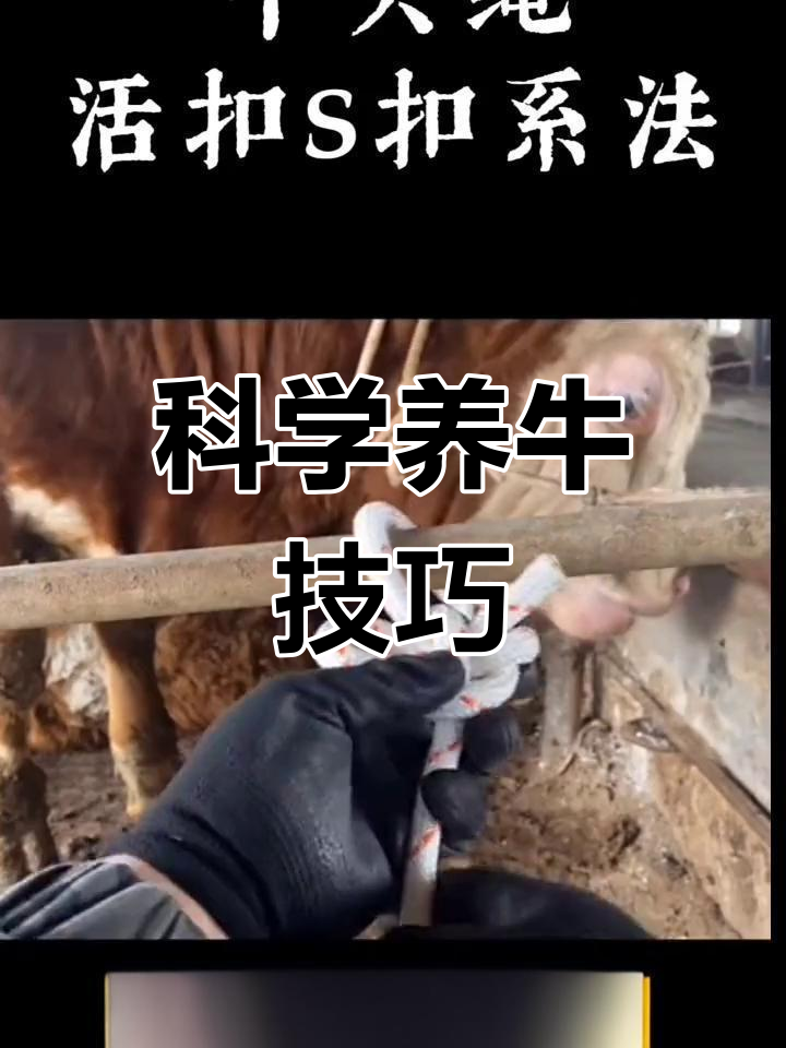 牛头绳绑扎技巧教学