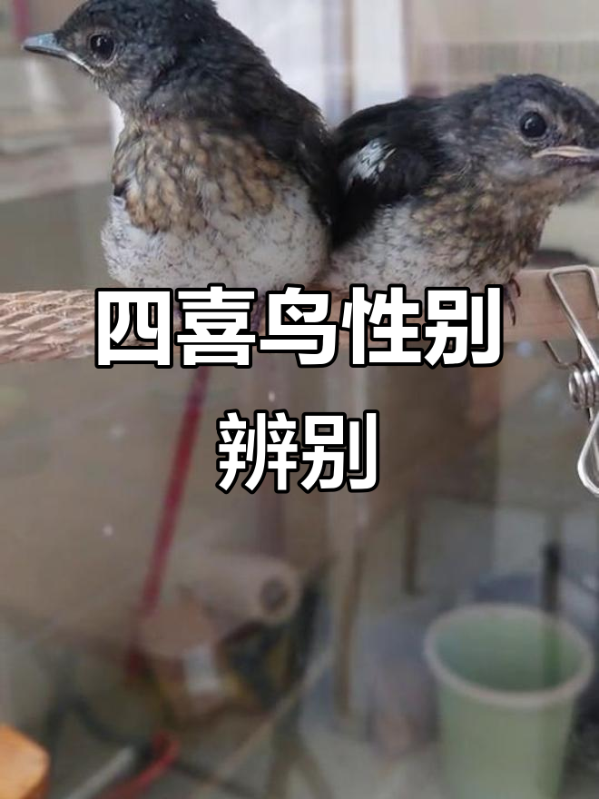 如何分辨四喜鸟公母?下巴特征靠谱吗