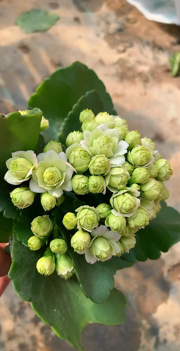 关于长寿花绿巴黎的一些小细节跟花友说一说