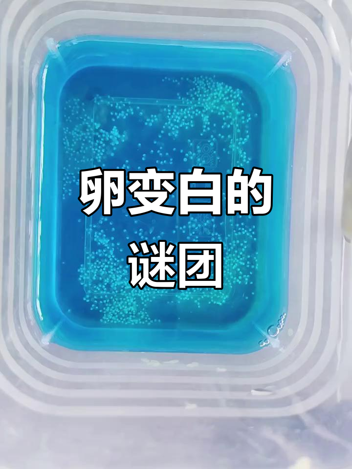 斑马鱼卵变白,两天内从透明到发白,是不是没受精?