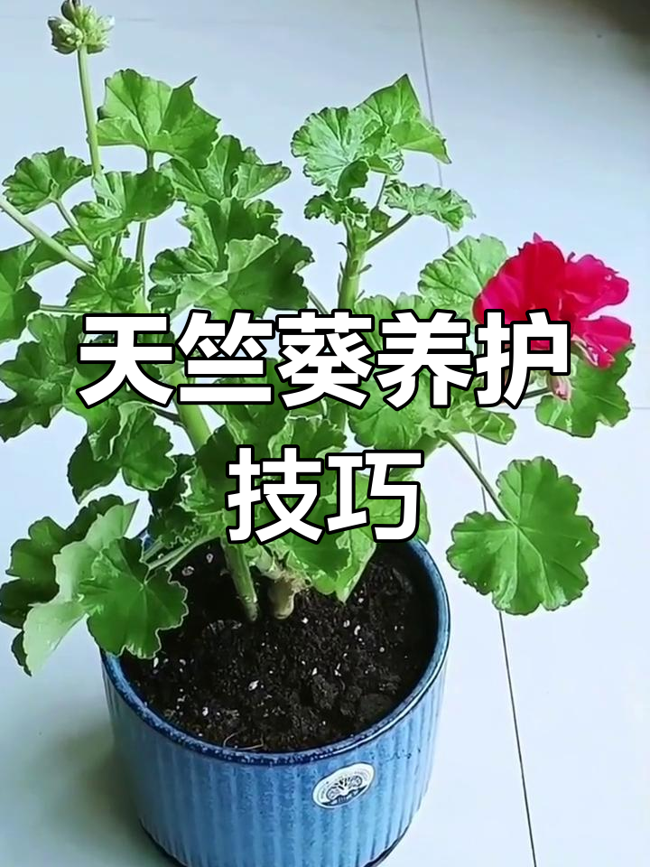 怎样才能做到合理施肥(怎样才能做到合理施肥呢)