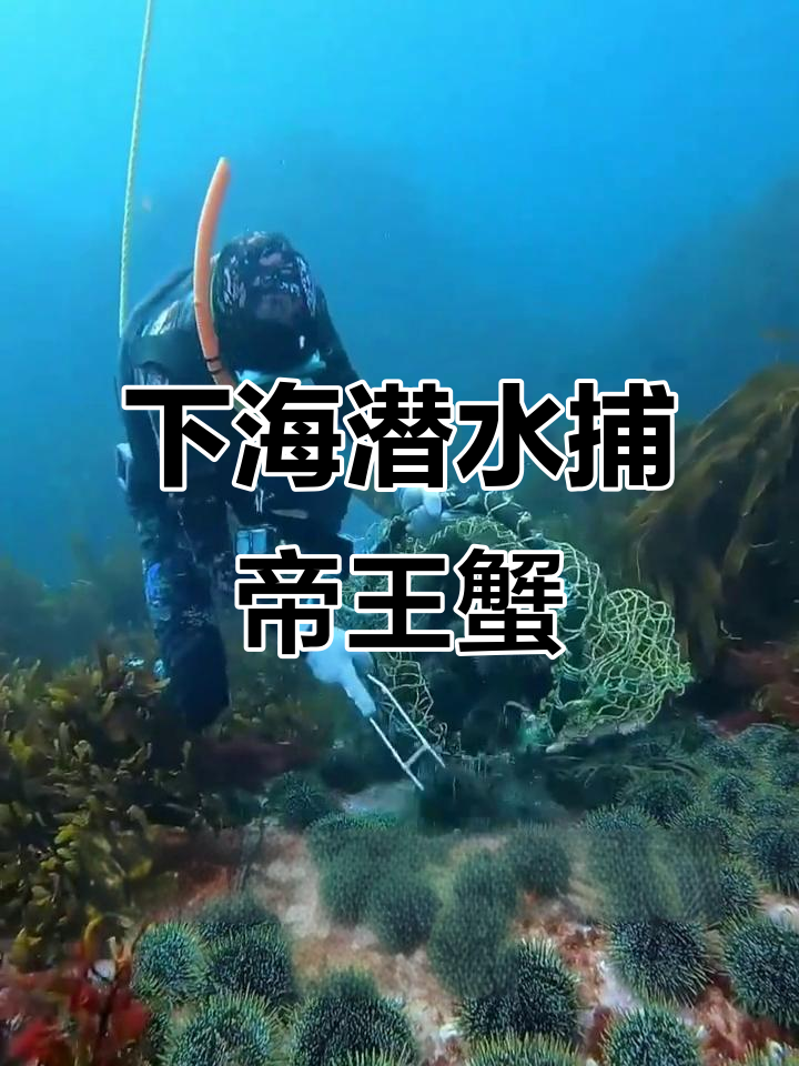 赶海抓帝王蟹,意外收获满满的海胆和螺类