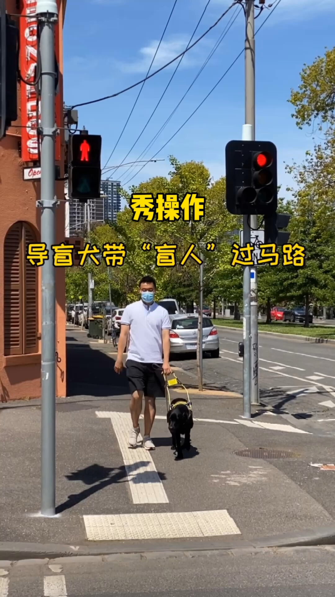 导盲犬怎么带盲人过马路?