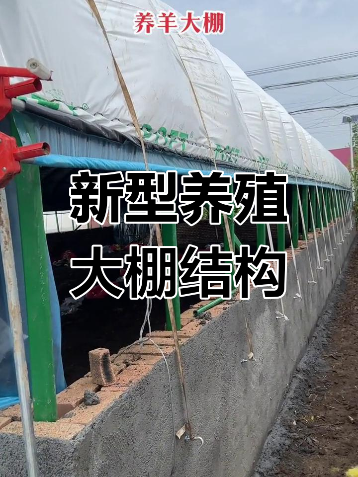 养殖大棚羊棚设计,通风与保暖完美结合