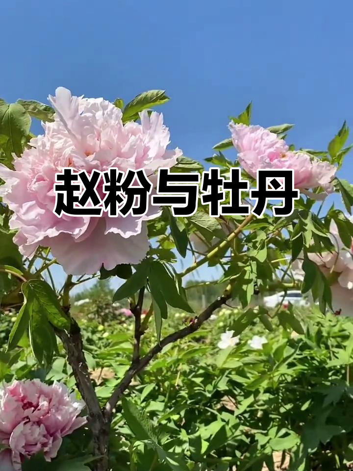 菏泽牡丹赵粉:四大名品之一,国花之选