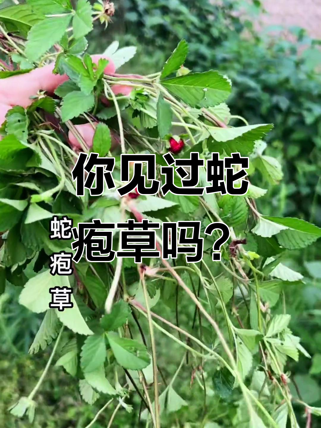 蛇疱草长成这样,竟然有这么多人不认识!