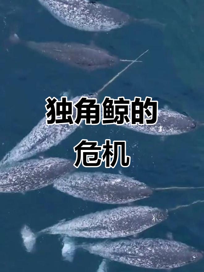 独角鲸,北极珍稀生物,三年一胎,濒临灭绝