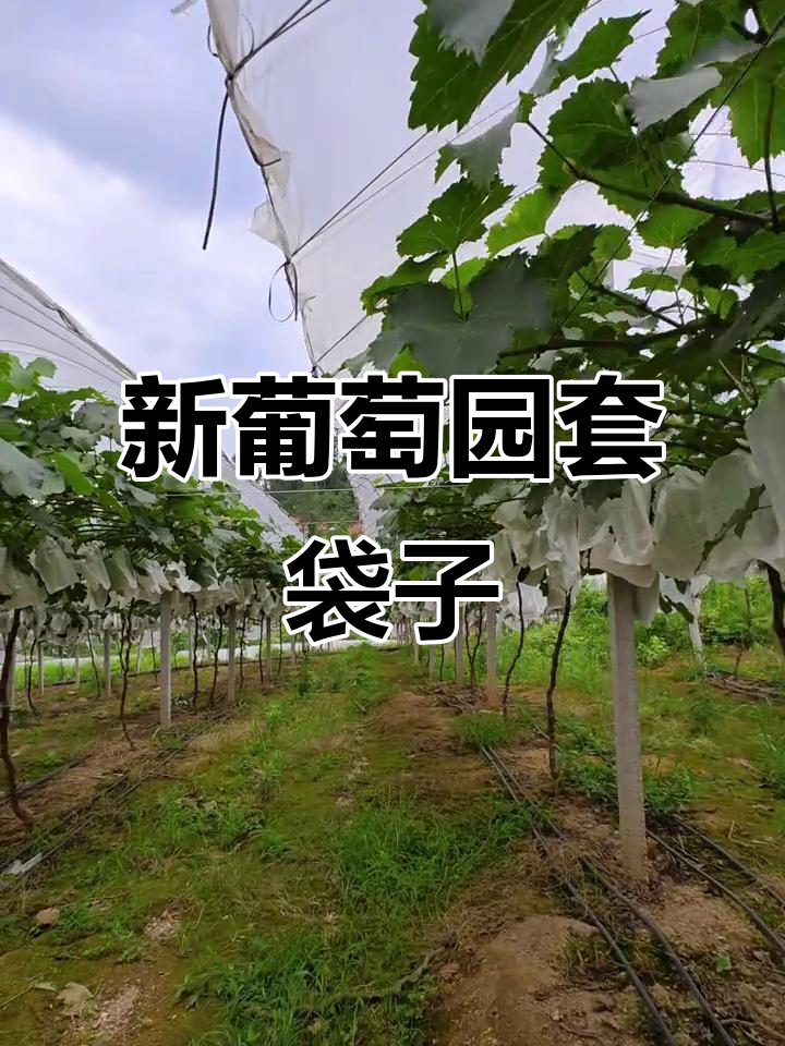 葡萄为什么要套袋